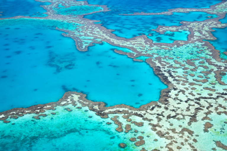 Great Reef Rescue: Interview with a Marine Biologist 